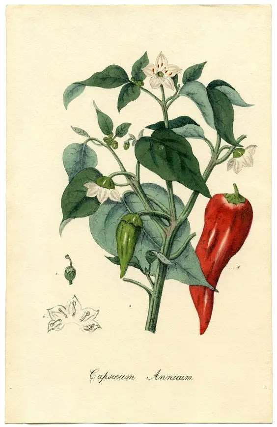 In Hot Pursuit: The Benefits of Consuming Spicy Foods - laroot-world