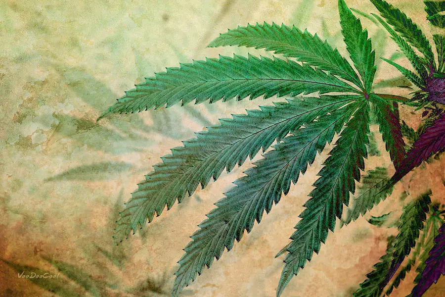 The Power of Hemp - laroot-world