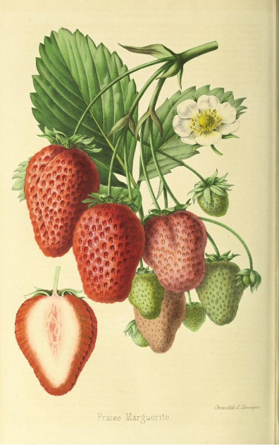 A close up drawing of red and green strawberries for Laroot Worldd, an organic, local, gluten free New York City flexitarian, pescatarian, carnitarian, vegan, and vegetarian meal delivery service foods